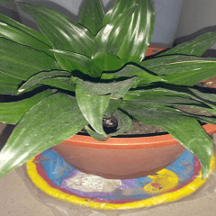 Apollo potted plant