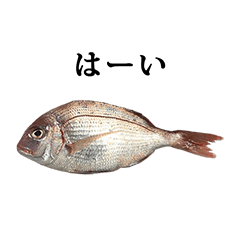 tai fish 2