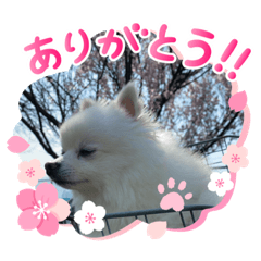 akiko_20200330184555