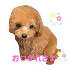 Tina_toypoodle