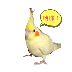 玄鳳說…