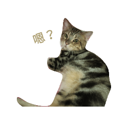 咖啡條紋貓語錄