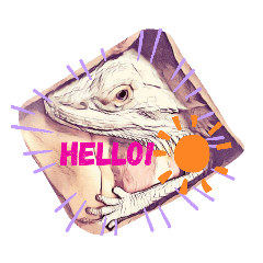 See Nual bearded dragon