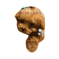 poodleREI