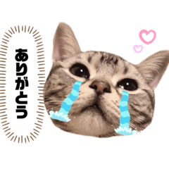 American Shorthair Kinako