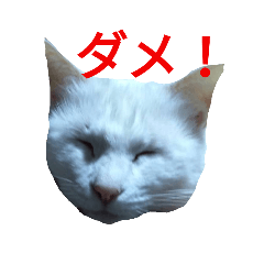 freedom hisashi
