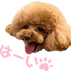 Toy poodles stickers