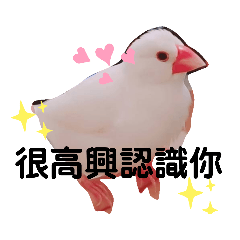 白文鳥Angle