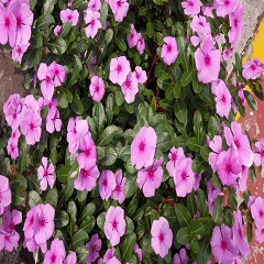 Closeup of periwinkle