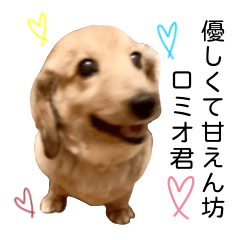 ダックスフンドの優しくて甘えん坊ロミオ君 Line スタンプ Line Store
