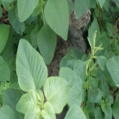 Tabby cat hide and seek