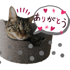 Sticker of protection cat yuzu