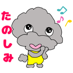 トイプードルのいっちー君