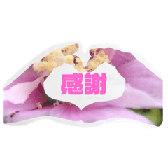 我的常常用的用語