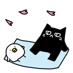 Black cat and white chicken