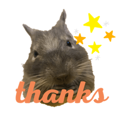 cute degu