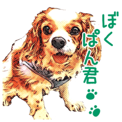 Cute illustration style Cavalier sticker