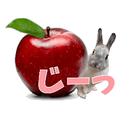 うちの子シリーズ『うさぎのラナちゃん』②
