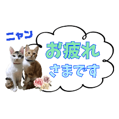 うちの子シリーズ『ネコのチョコ&モナカ』