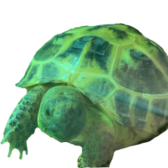 Puchiko_tortoise