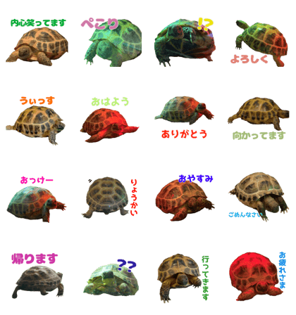 Puchiko_tortoise