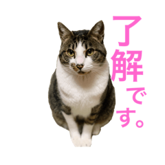 CAT JOTARO