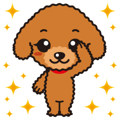 Cute Toy poodle day to day