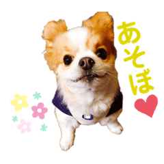 Chihuahua_senakun