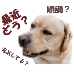 Labrador Retriever Momo ver.6