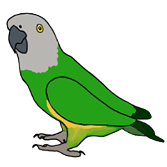 Cute Senegal parrot 2