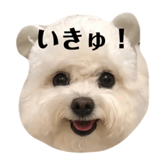 aoidaiyo