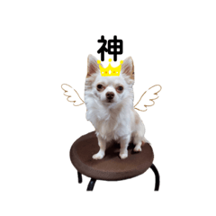 Chihuahua Daily Stickers