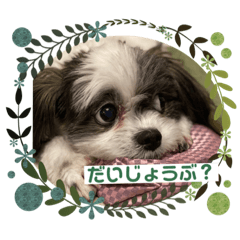 chiitan_20200402215637