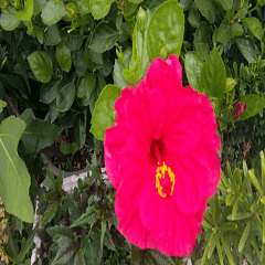 A big red flower