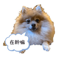 米醬，喵喵和朋友們