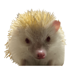 Albino hedgehog Shiro-chan