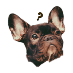 SS French bulldog