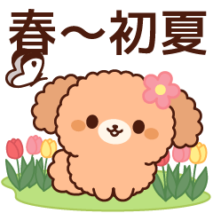 สติ๊กเกอร์ไลน์ Gentle toy poodle (spring-early summer)