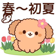 Gentle toy poodle (spring-early summer)