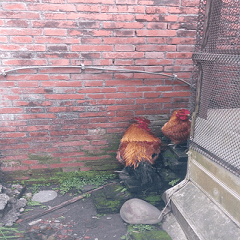 A rooster and a hen