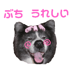 秋田犬カッツと茶羽の山口弁っちゃ 2 Line スタンプ Line Store