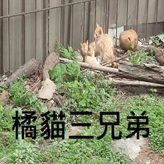 Three Brothers of Orange Cat