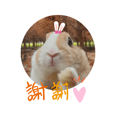Bunny x Bunny