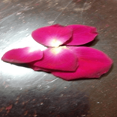 Mother's row of petals