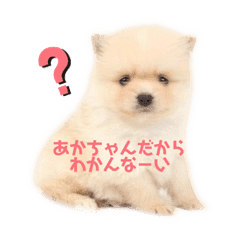 ポメラニアンのハルク Lineクリエイターズスタンプ Stamplist ポメラニアンのハルク Lineクリエイターズスタンプ Stamplist