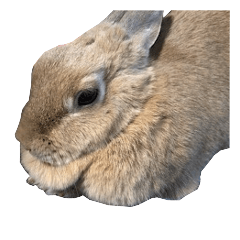 Rabbit Maki sticker
