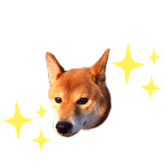 Shibainu Torakichi 2