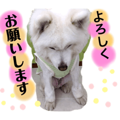 my lovely pet stamp5