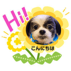 chiitan_20200404191428