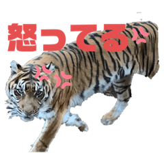 Maro_20200404212800